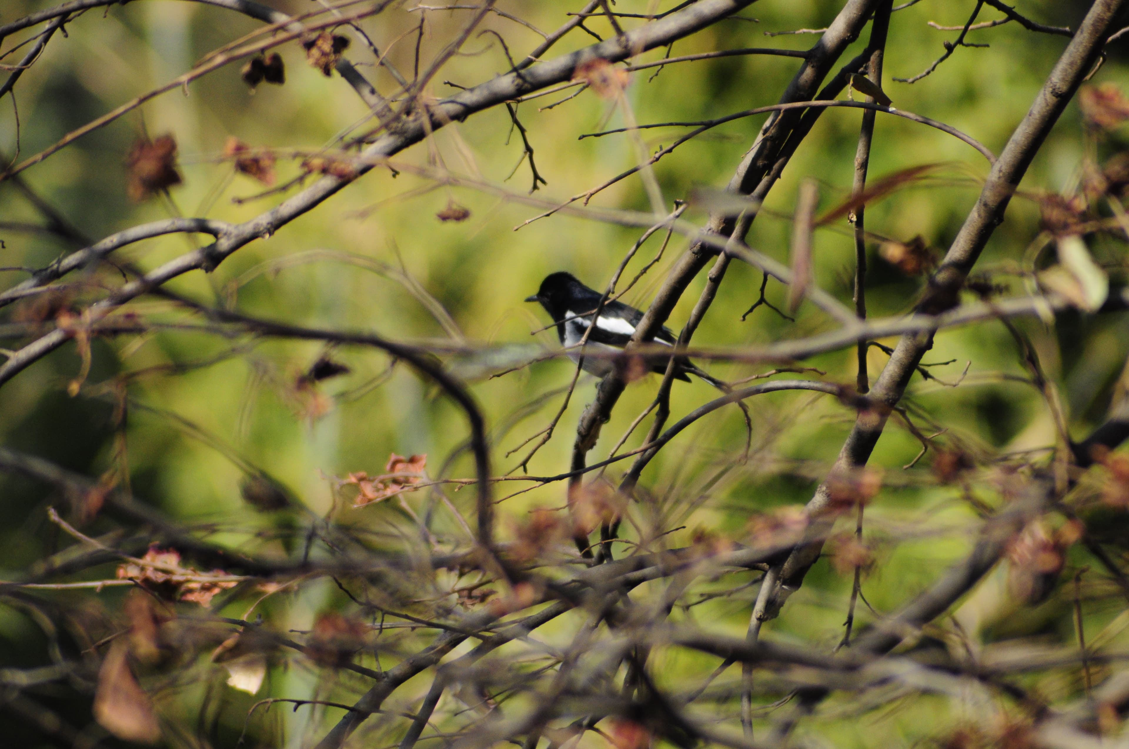 Shivapuri Nagarjun National Park photo 3